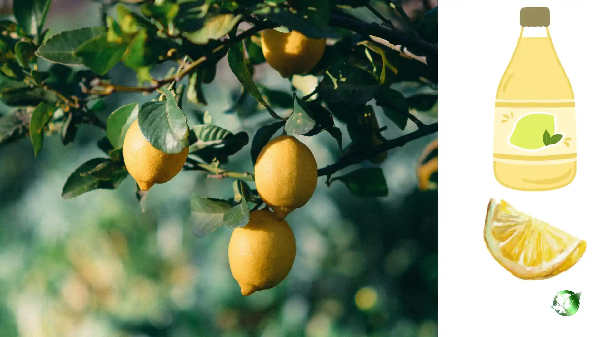 Lemon Juice quality, format, and packaging should be matched to the buyer’s target application.
